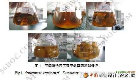 砖茶菌发酵条件的研究