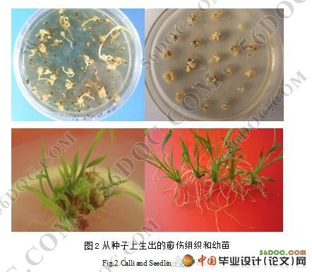 芒属植物转化受体系统的建立