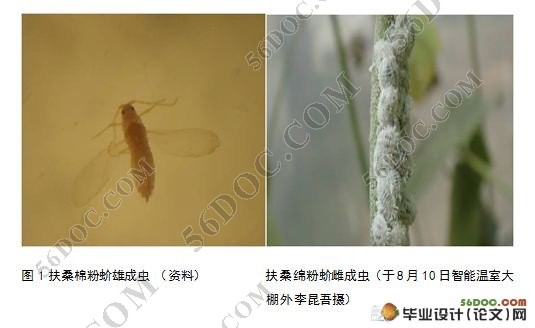 扶桑绵粉蚧田间种群消长动态研究