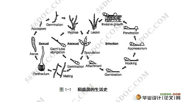 致病力减弱的稻瘟菌转化子筛选