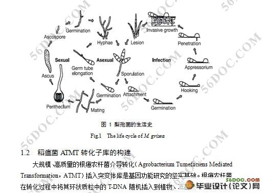 稻瘟菌致病力减弱突变体CD2967的筛选