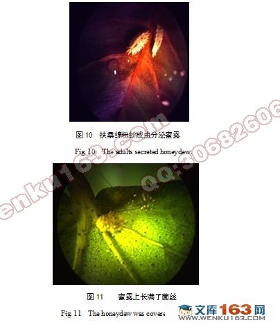 扶桑绵粉蚧行为学研究