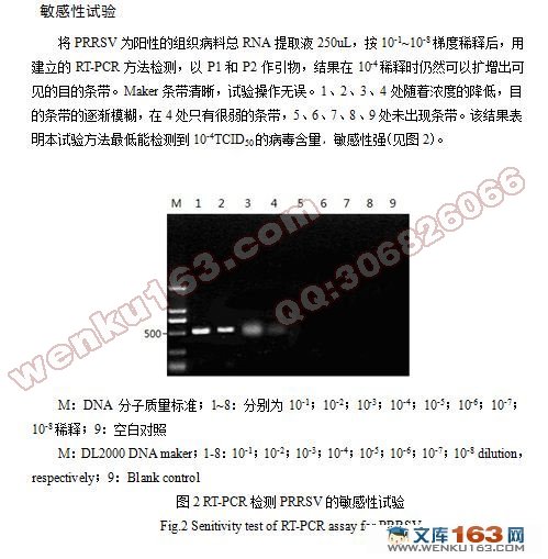 猪蓝耳病的RT-PCR检测(