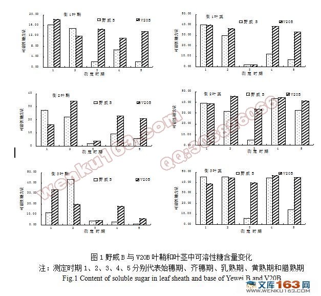 转小粒野生稻基因种质野威B的产量与米质性状
