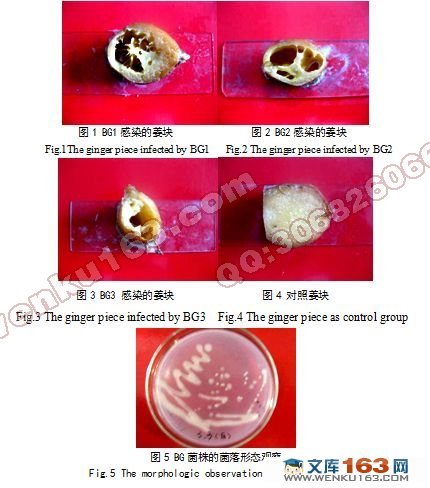 木霉菌抑制姜瘟病的效果与拮抗机制研究